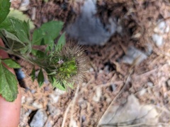Pterocephalus plumosus