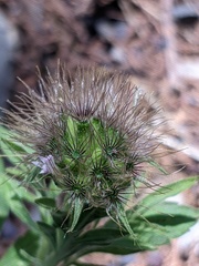 Pterocephalus plumosus