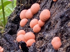 Lycogala epidendrum