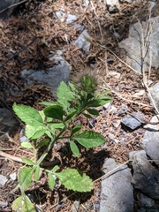 Pterocephalus plumosus
