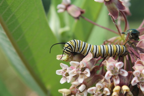 Monarch photographed in Indiana