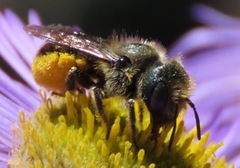 Osmia coloradensis