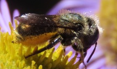 Osmia coloradensis