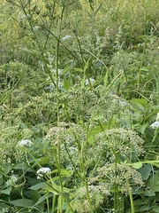 Aegopodium podagraria