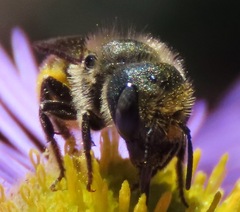 Osmia coloradensis