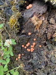 Lycogala epidendrum