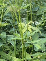 Aegopodium podagraria