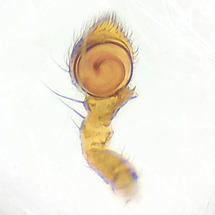 Pycnaxis truciformis