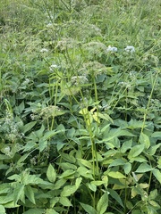 Aegopodium podagraria