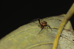 Pycnaxis truciformis