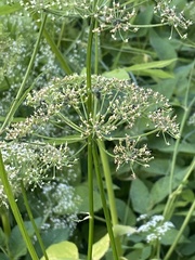 Aegopodium podagraria