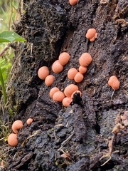Lycogala epidendrum