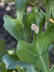 Aceria trichophila