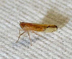 Stenocranus dorsalis