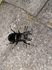 Lucanus ibericus