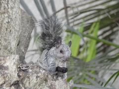 Sciurus stramineus