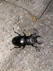 Lucanus ibericus