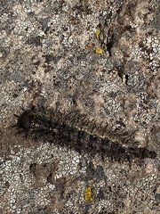 Hemileuca eglanterina