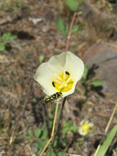 iNaturalist observation photo of Ornate Checkered Beetle
