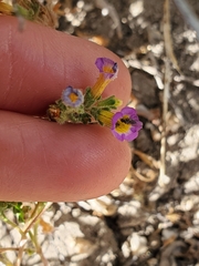 Phacelia bicolor