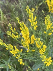 Genista tinctoria