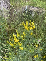 Genista tinctoria