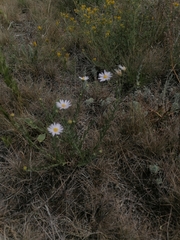 Aster altaicus