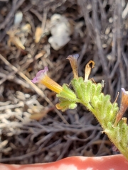 Phacelia bicolor