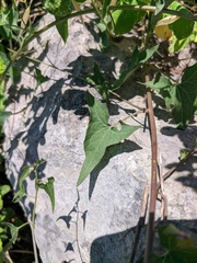 Convolvulus scammonia