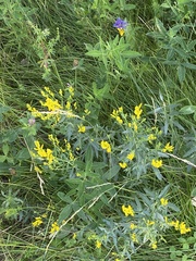 Genista tinctoria