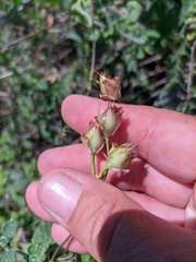 Convolvulus scammonia