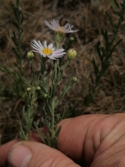 Aster altaicus