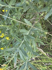 Genista tinctoria