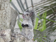 Sciurus stramineus