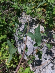 Convolvulus scammonia