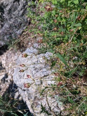 Convolvulus scammonia