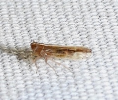 Stenocranus dorsalis