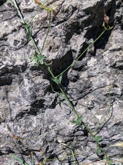 Convolvulus scammonia