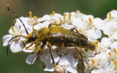 Toxoleptura vexatrix