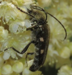 Toxoleptura vexatrix