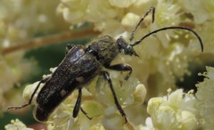 Toxoleptura vexatrix