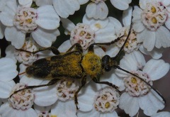 Toxoleptura vexatrix