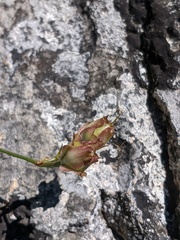 Convolvulus scammonia