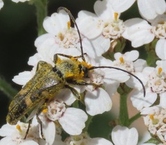 Toxoleptura vexatrix