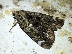Catocala minuta