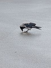 Corvus cornix