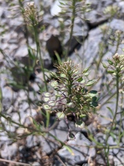 Iberis saxatilis