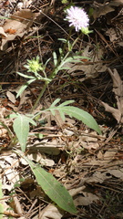 Knautia integrifolia