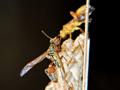 Mischocyttarus angulatus