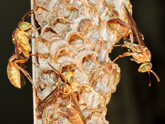 Mischocyttarus angulatus